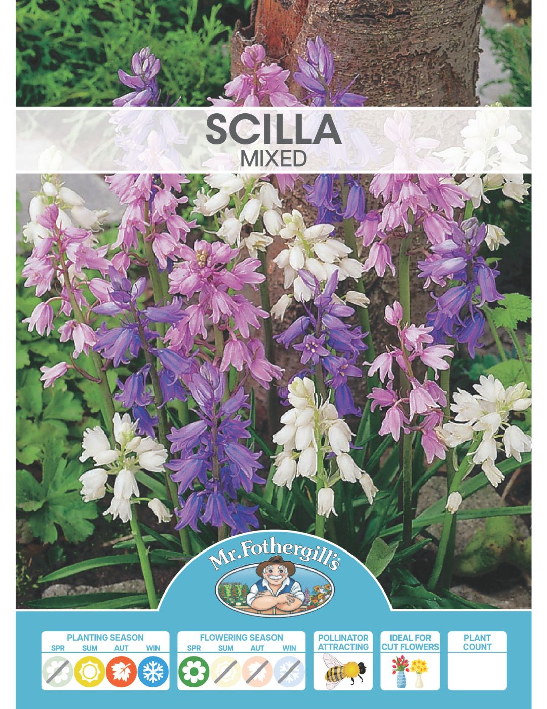 Scilla Mixed Bulbs
