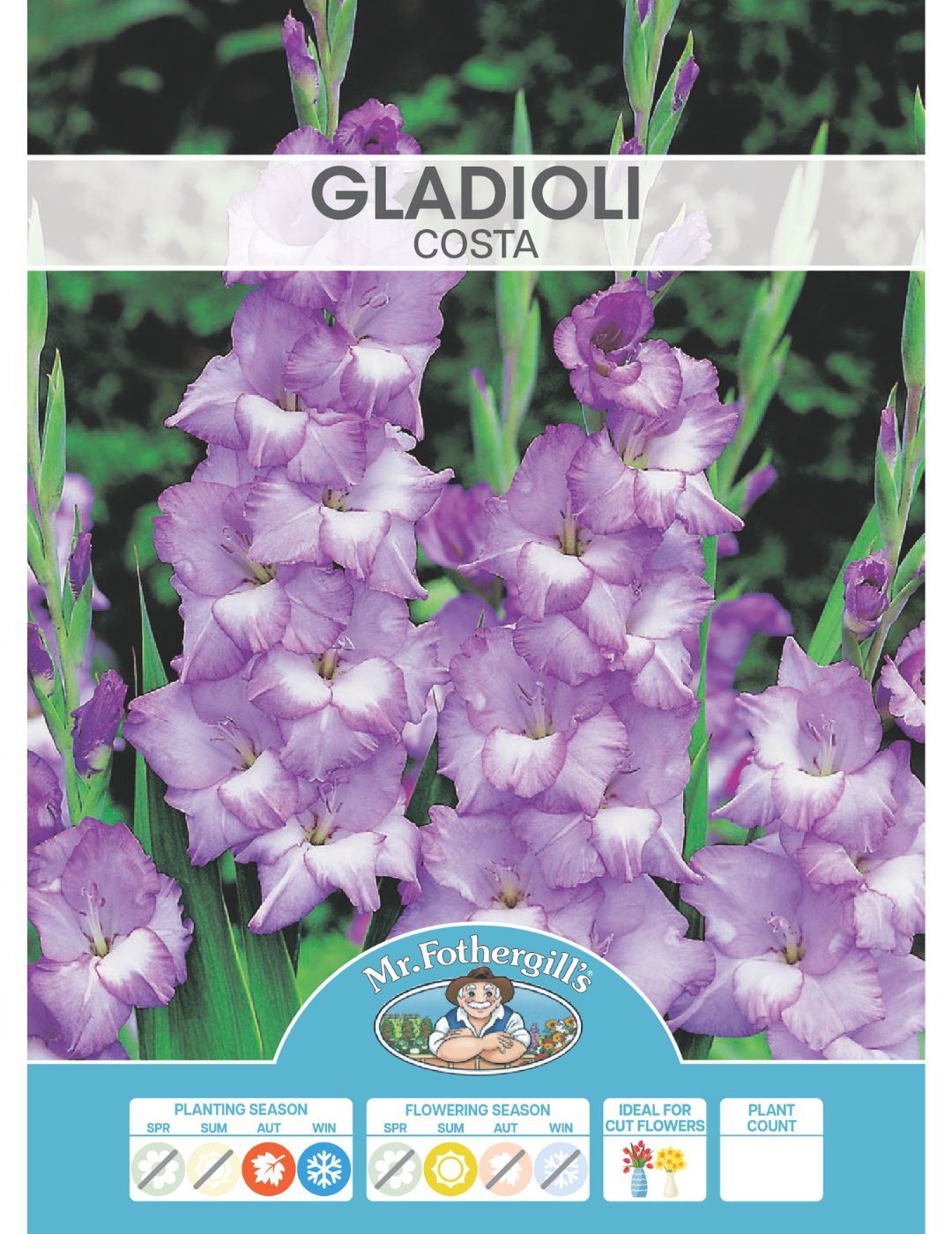 Gladioli Costa (Season: Winter)