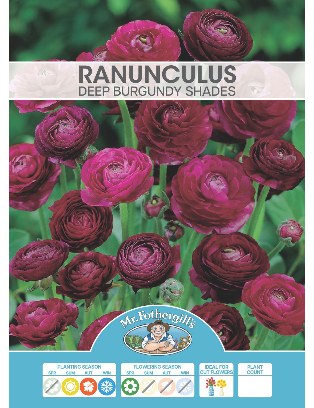 Ranunculus Deep Burgundy Shades Bulbs