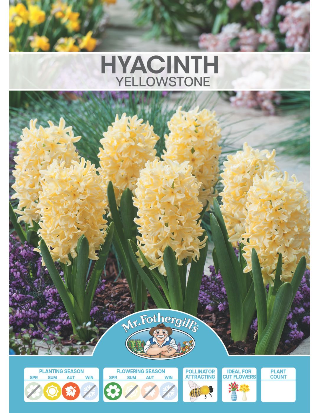 Hyacinth Yellowstone