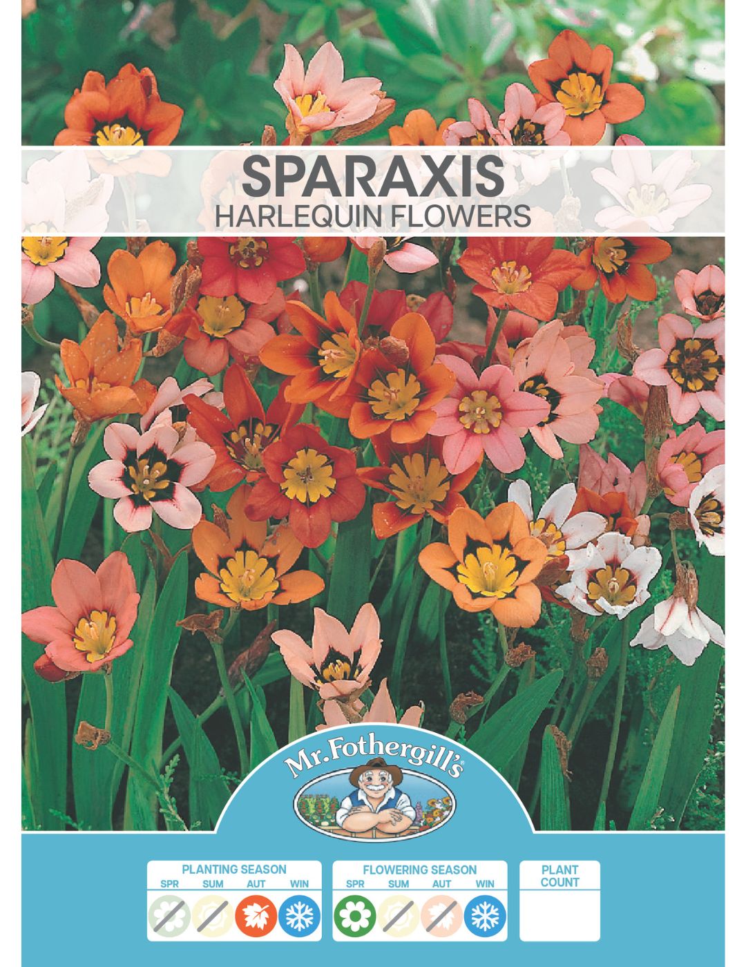 Sparaxis Harlequin Bulbs