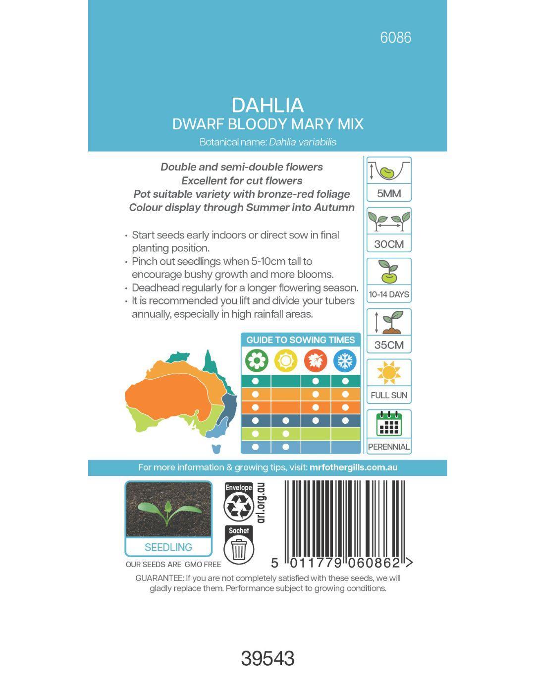 Dahlia Dwarf Bloody Mary Mix (Seeds)