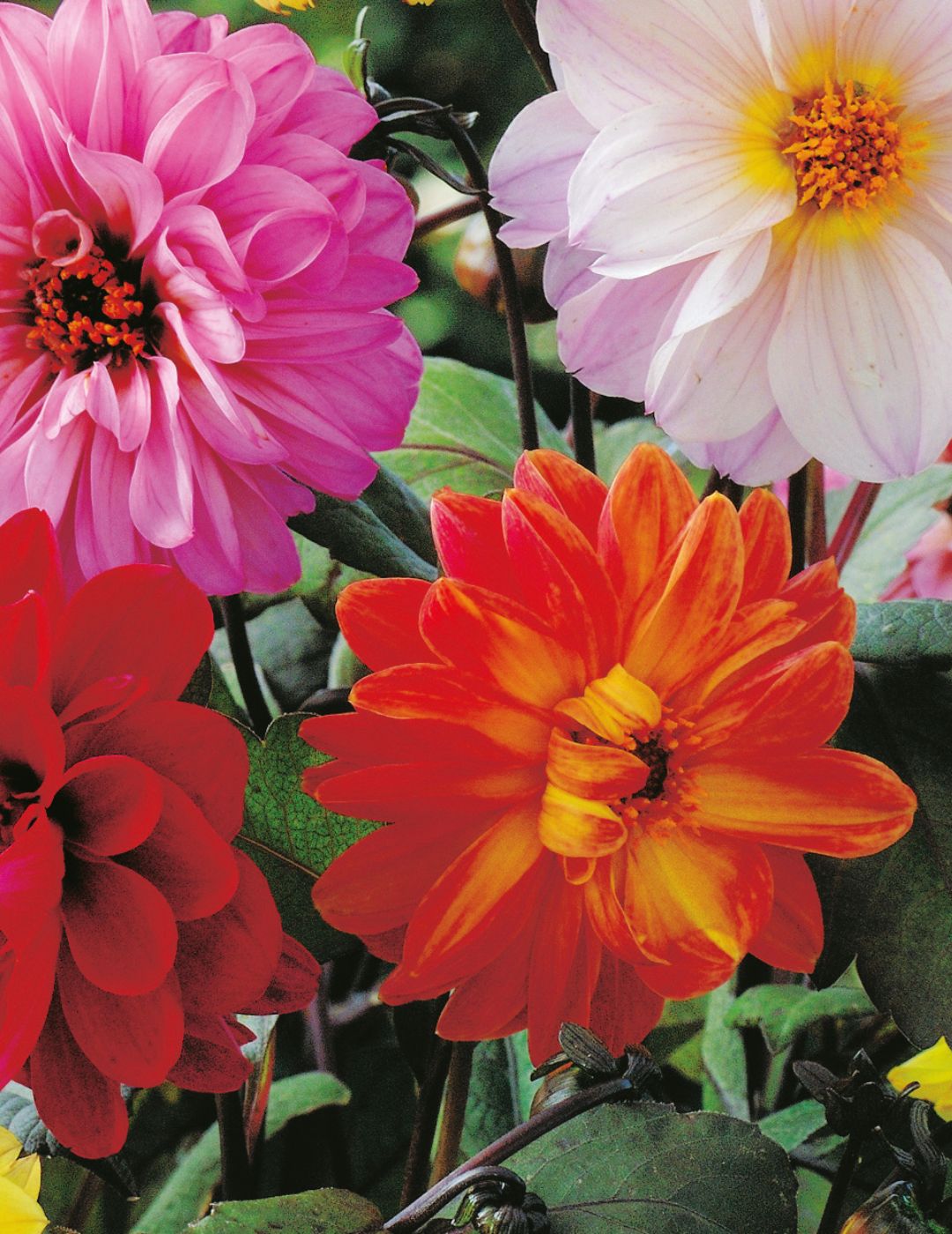 Dahlia Dwarf Bloody Mary Mix (Seeds)