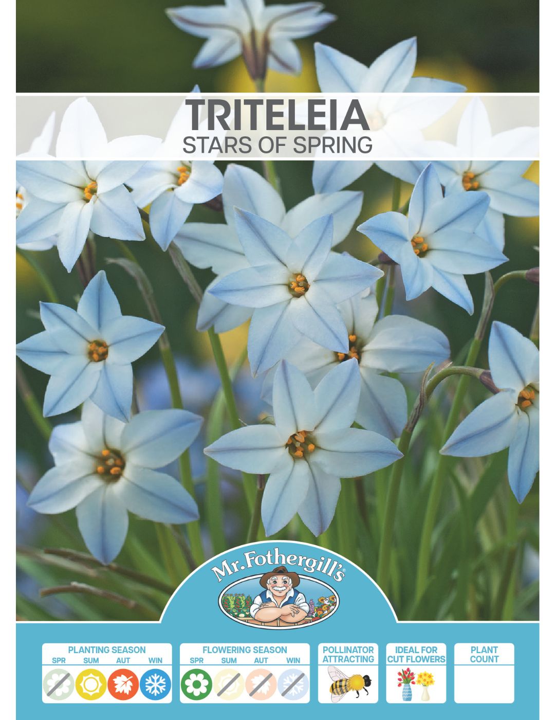 Triteleia Stars of Spring Bulbs