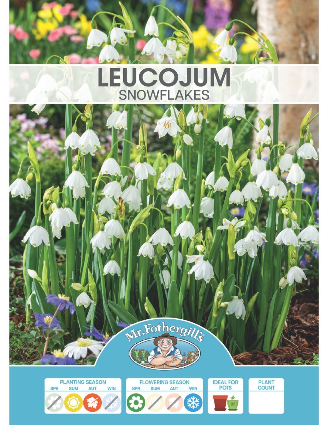 Leucojum Snowflakes Bulbs