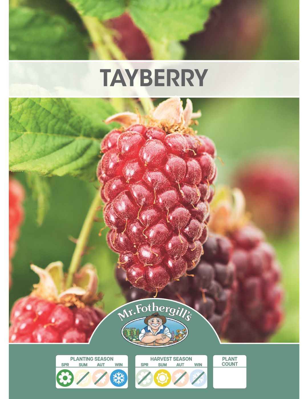 Tayberry