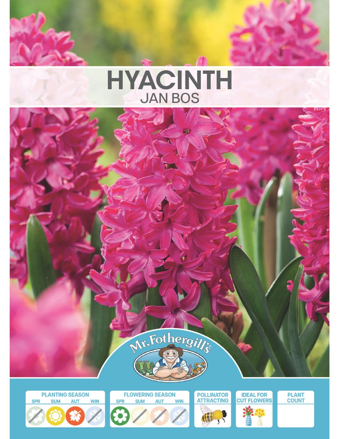 Hyacinth Jan Bos Bulbs