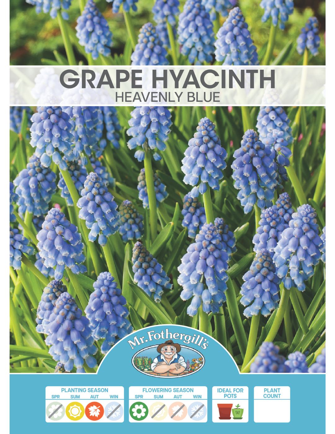 Grape Hyacinth Heavenly Blue Bulbs