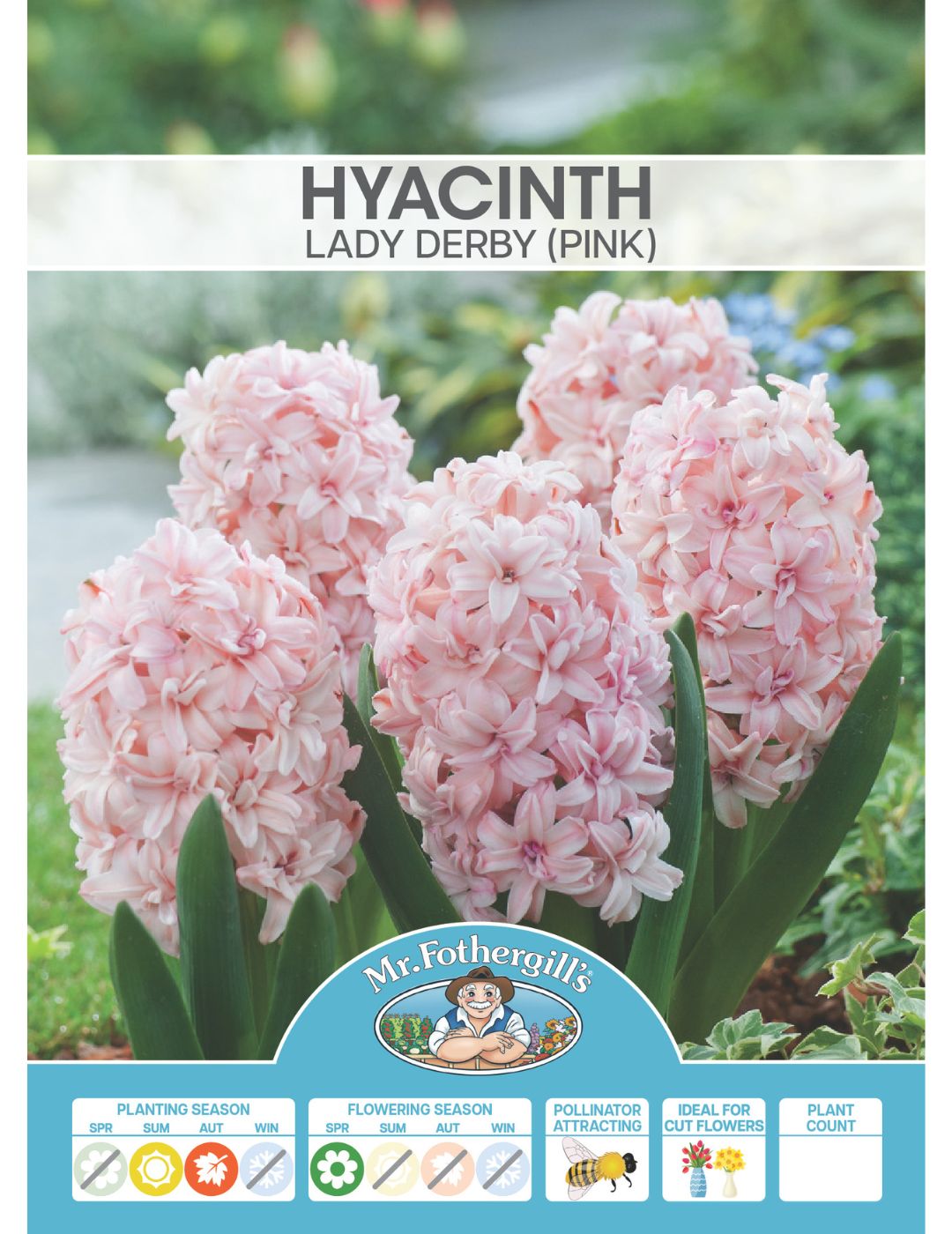 Hyacinth Lady Derby Pink Bulbs
