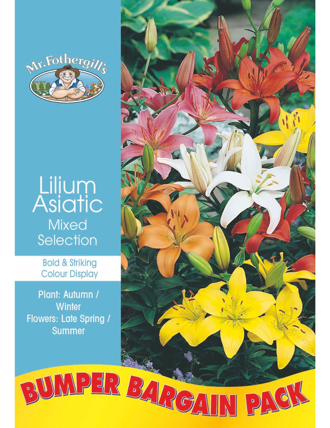 Lilium Asiatic Mixed Bulbs (Bumper 10 Pack - Winter Season)