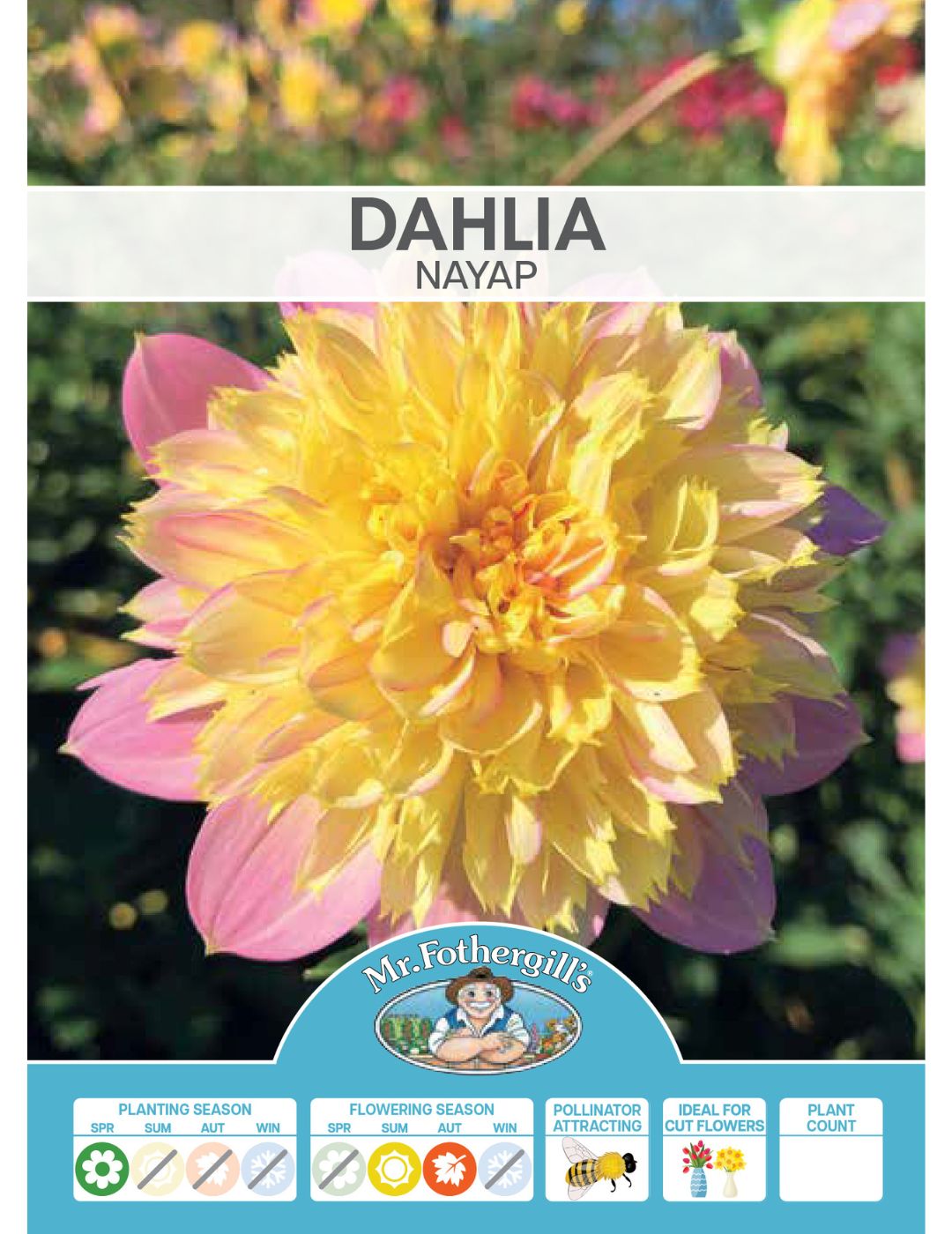 Dahlia Nayap (Season: Aug-Sep)