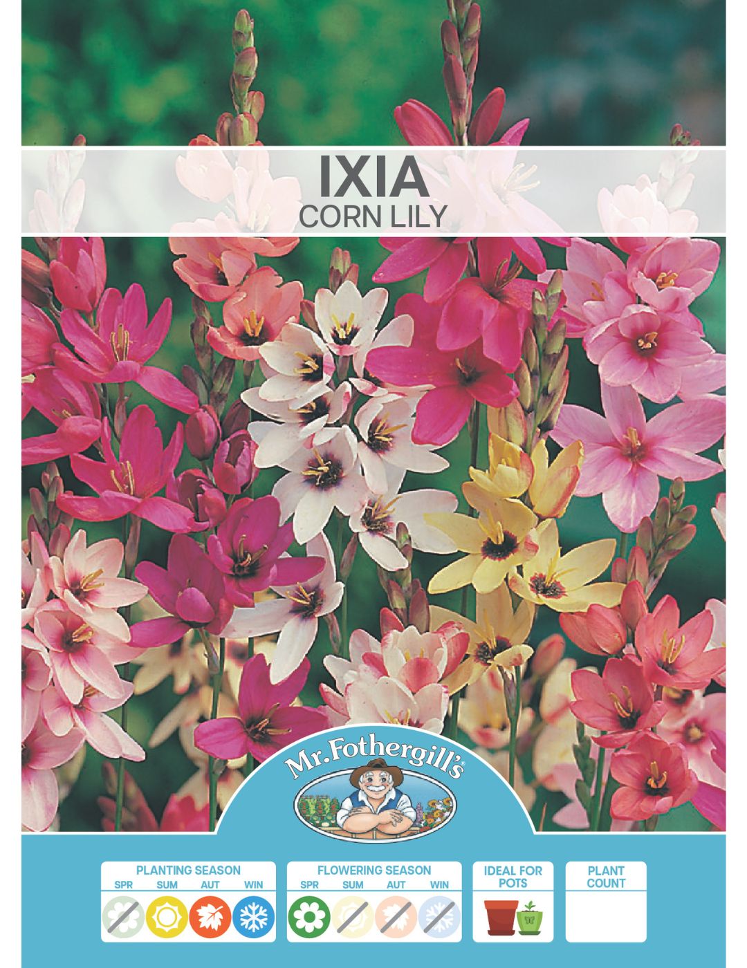 Ixia Corn Lily Bulbs