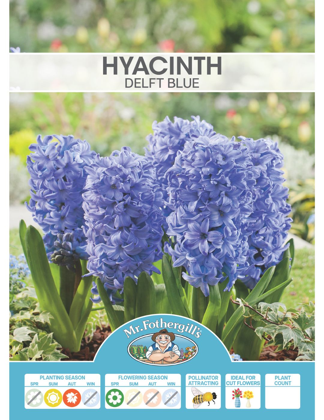 Hyacinth Delft Blue Bulbs