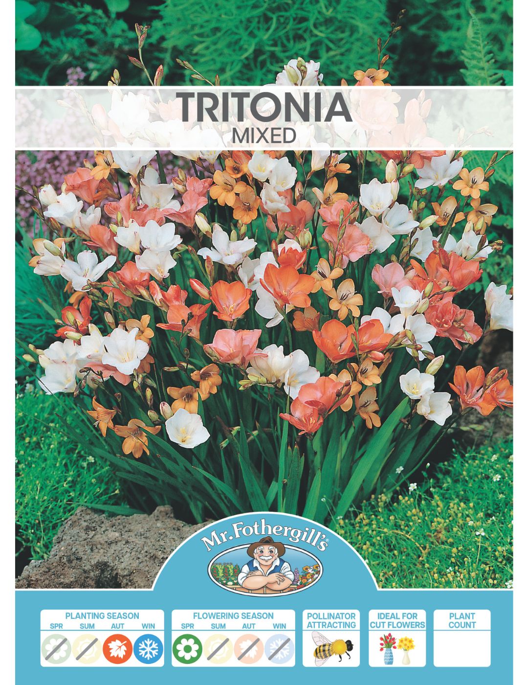 Tritonia Mixed