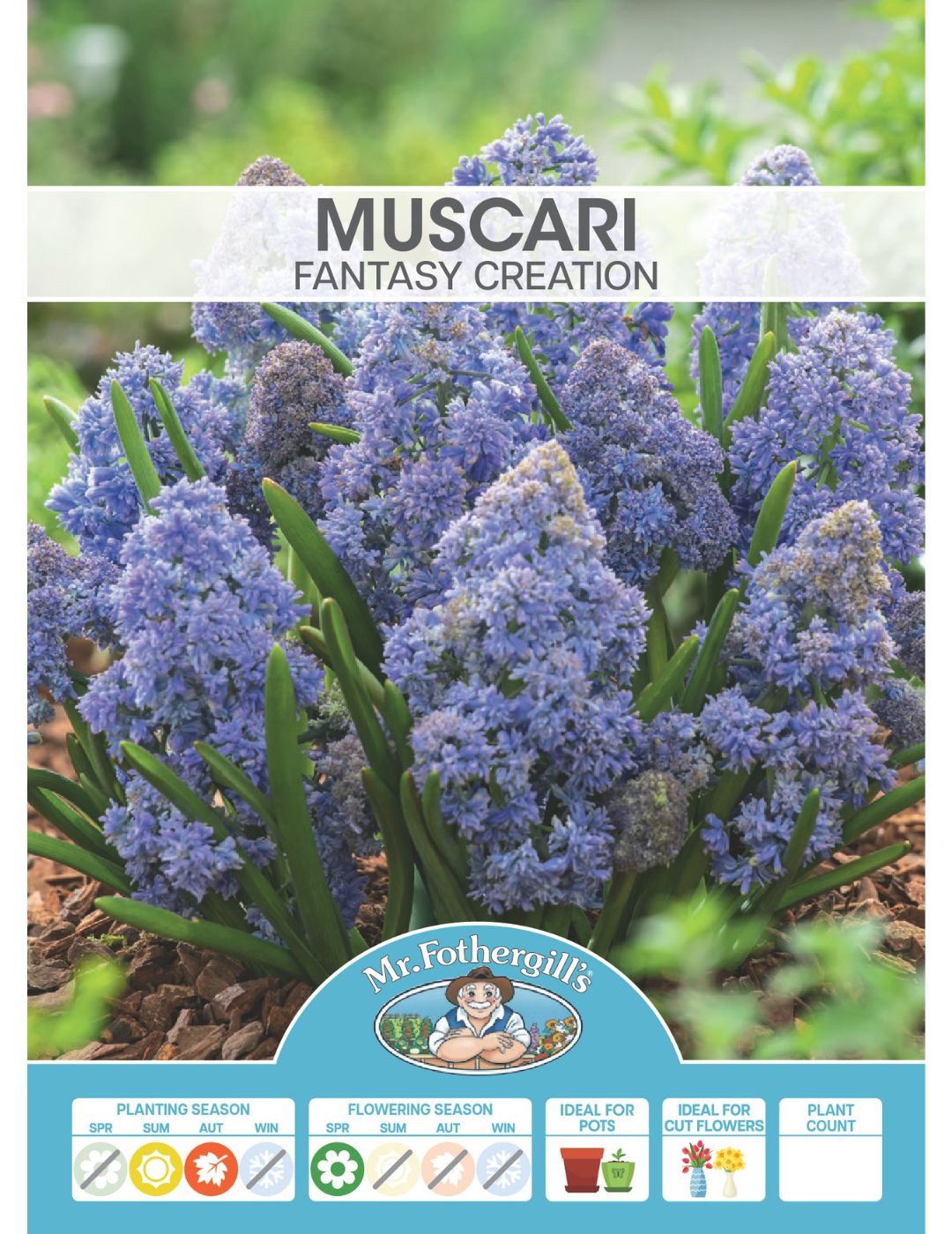 Muscari Fantasy Creation