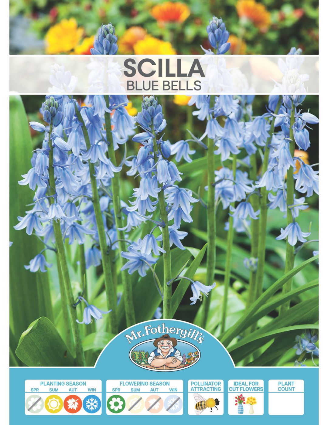 Scilla Blue Bells Bulbs