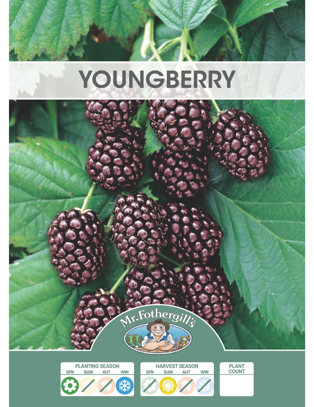 Youngberry