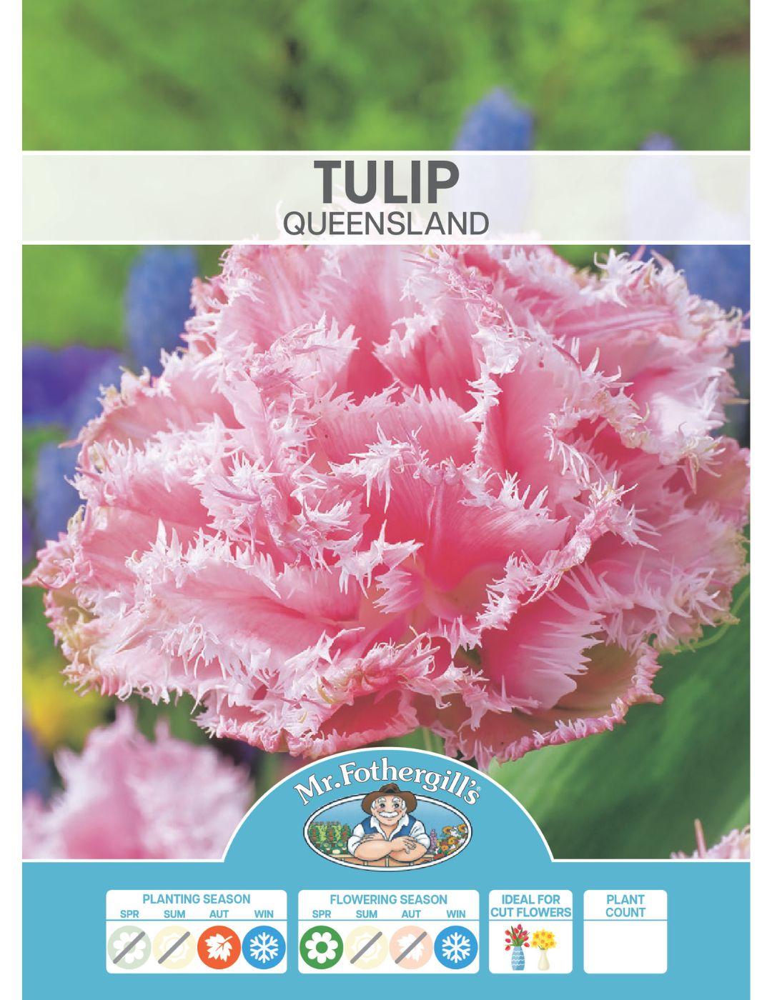 Tulip Queensland