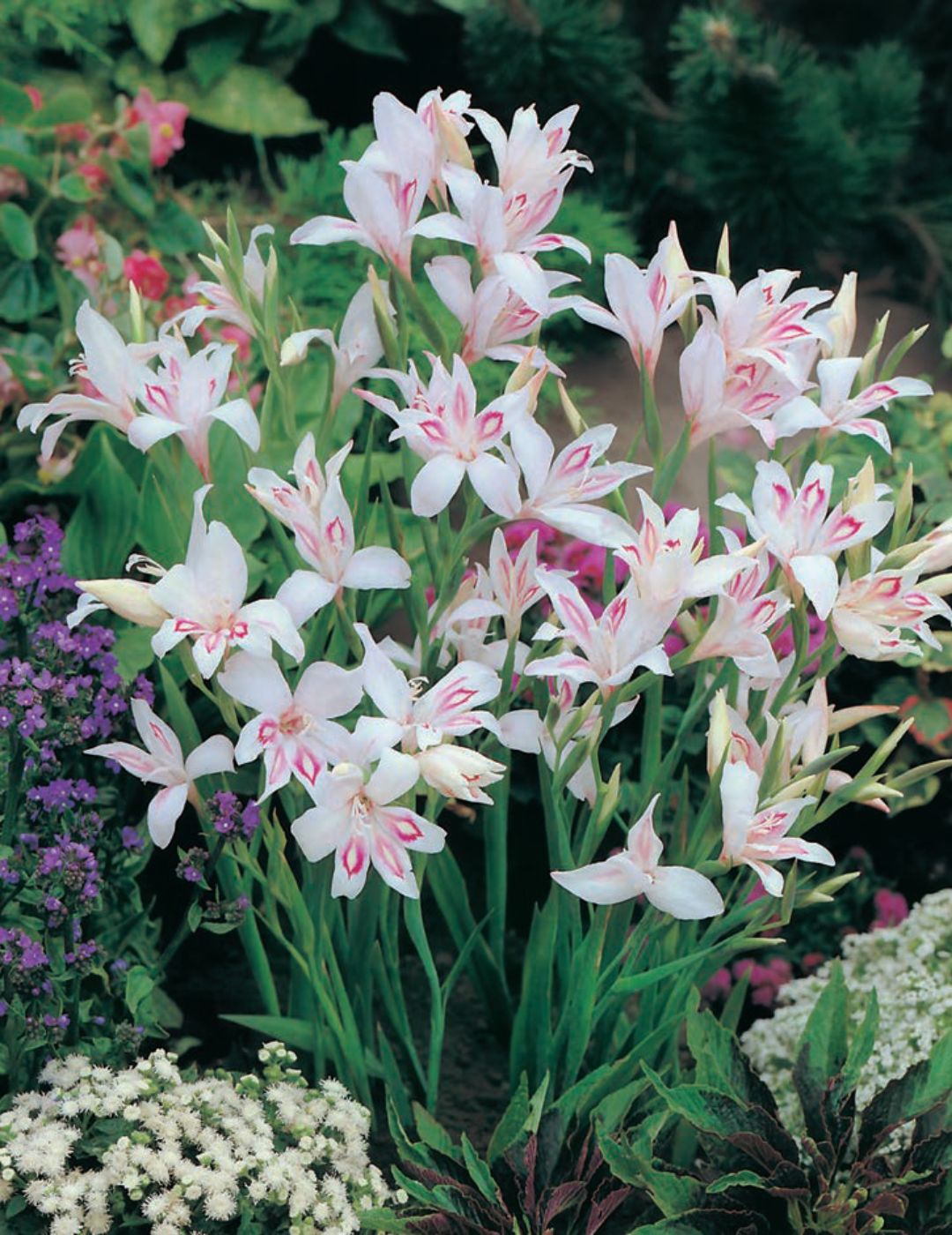 Gladioli Baby Blushing Bride Bulbs