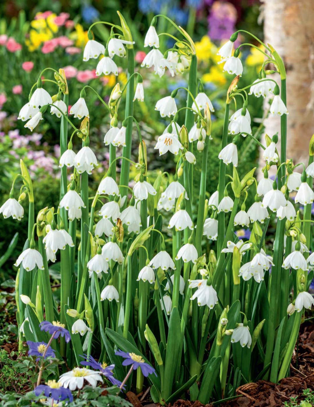 Leucojum Snowflakes Bulbs
