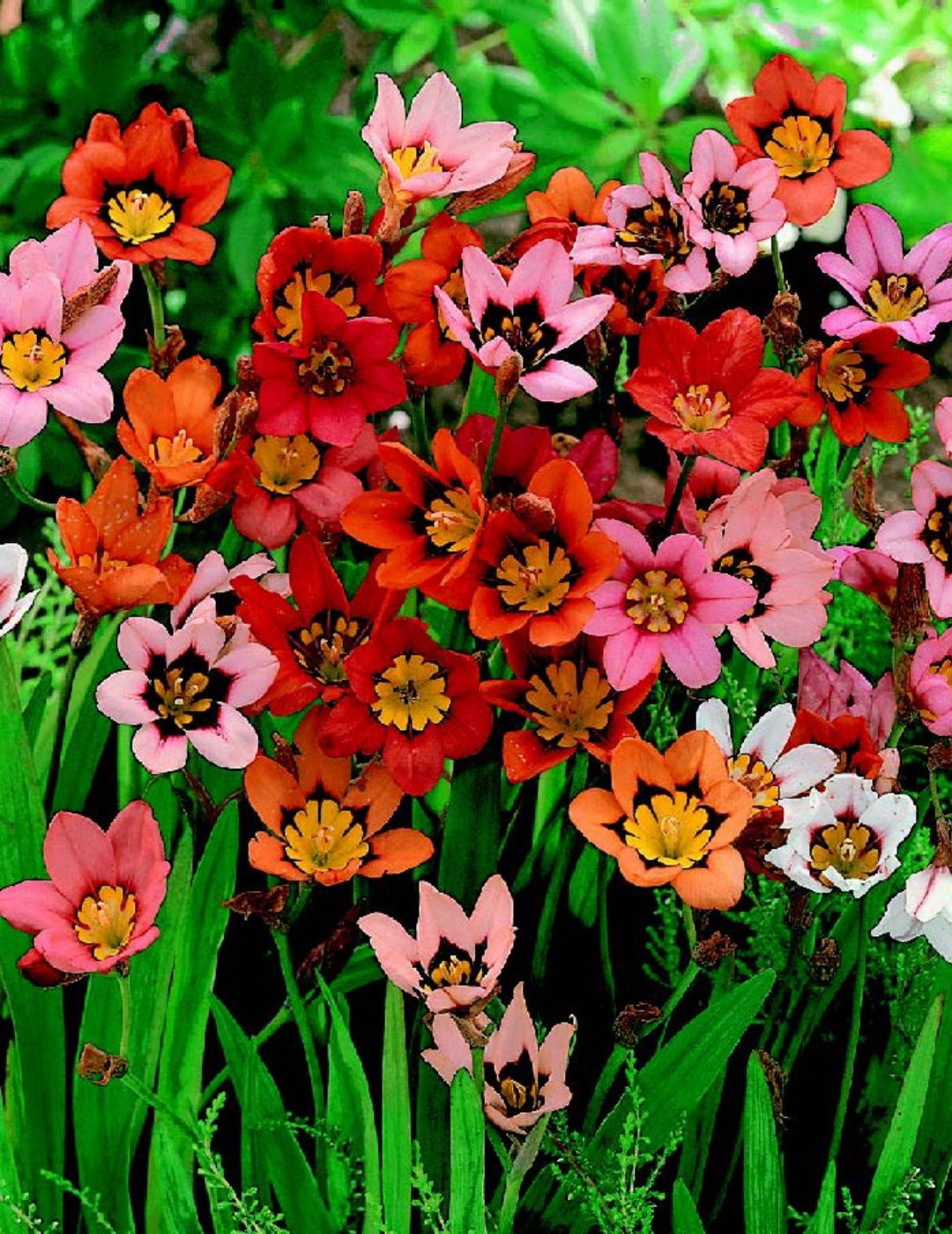 Sparaxis Harlequin Bulbs