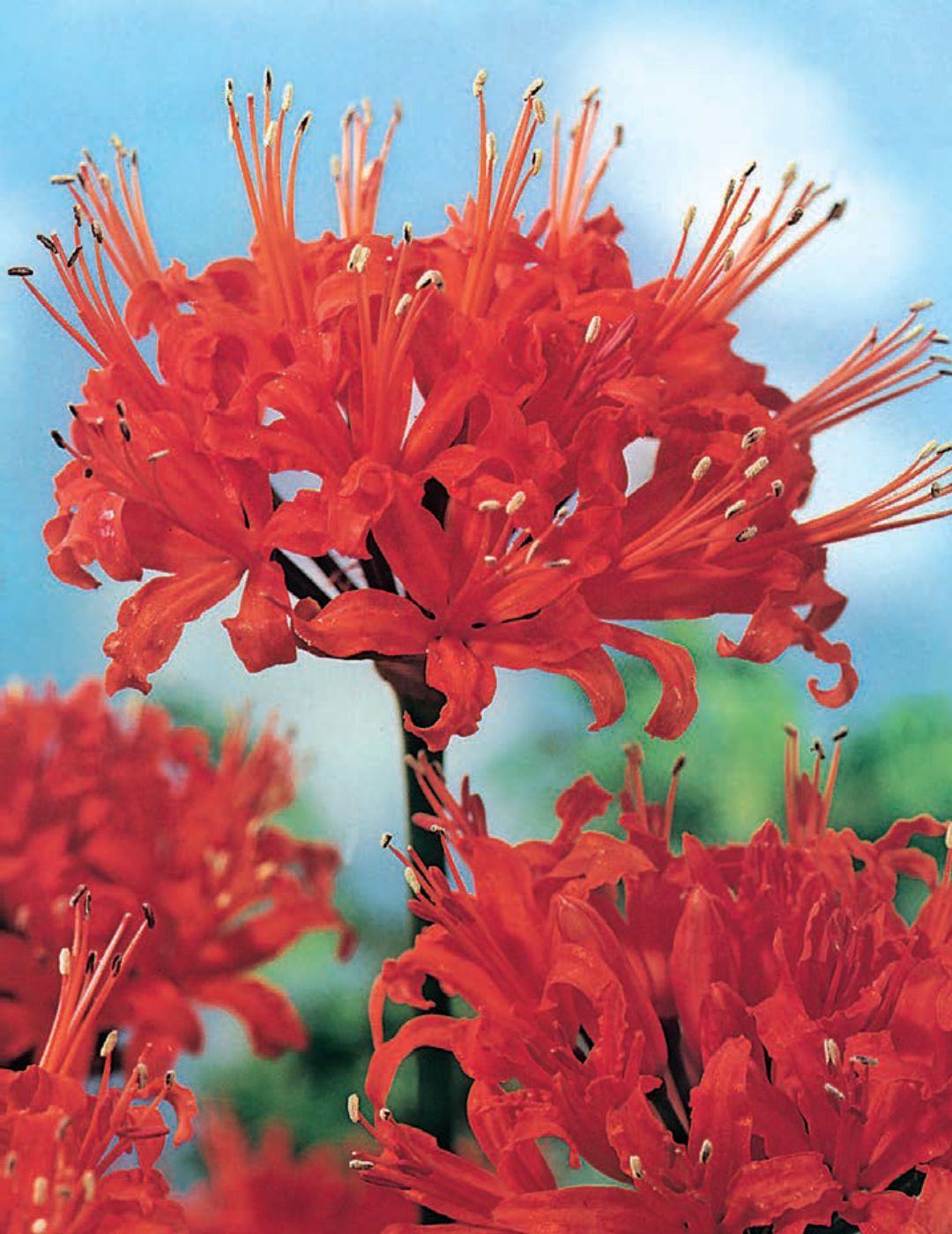 Nerine Fothergillii Major Bulbs
