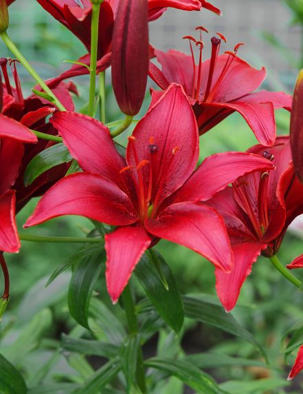 Lilium Forza (Red) (season: Winter)