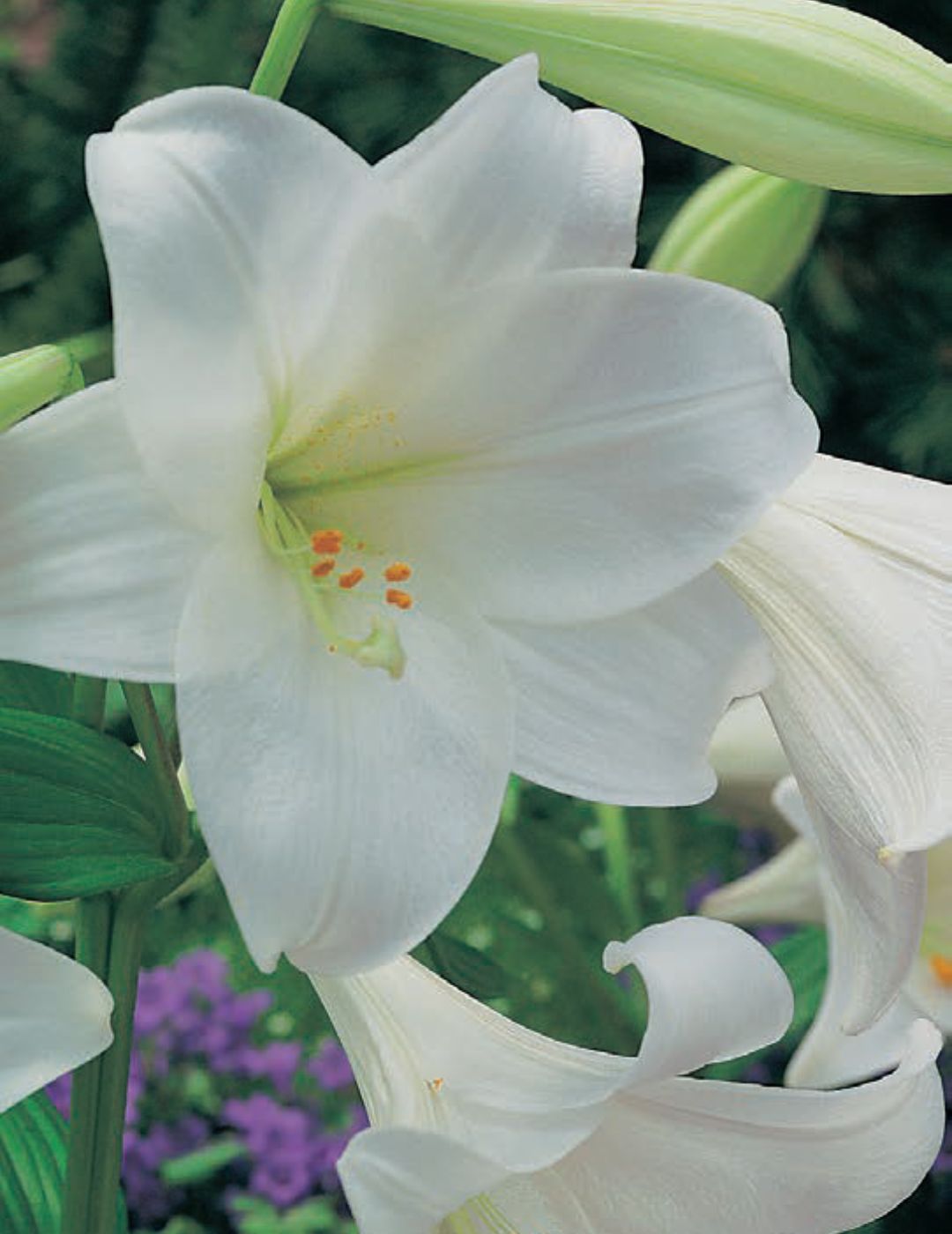 Lilium White Heaven Bulbs (Bumper, Winter Season)