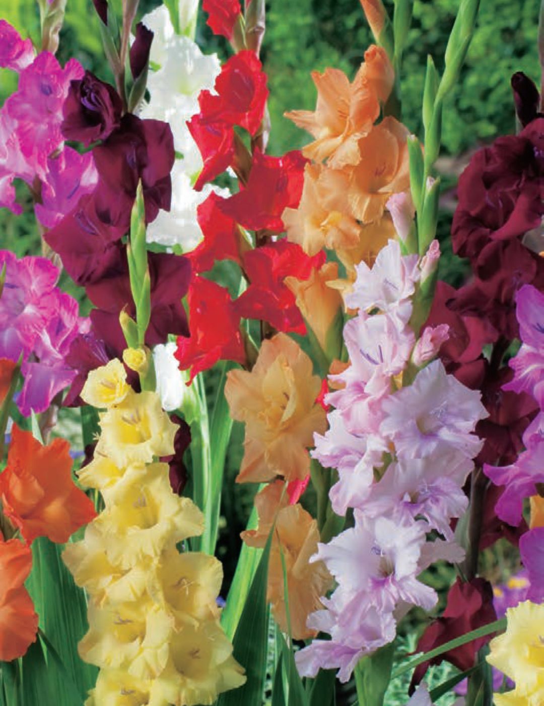Gladioli Mixed Bulbs (Bumper Bargain Pack)