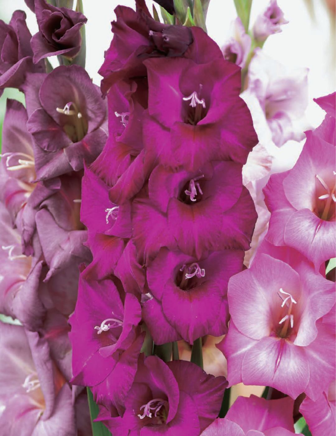 Gladioli Pink, Lilac and Burgundy (Bumper Bargain Pack)