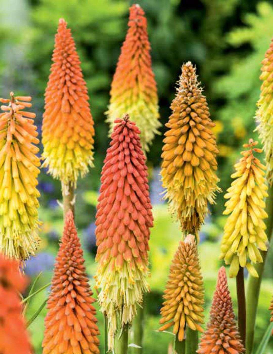 Kniphofia Red Hot Pokers (Season: Aug-Sep)