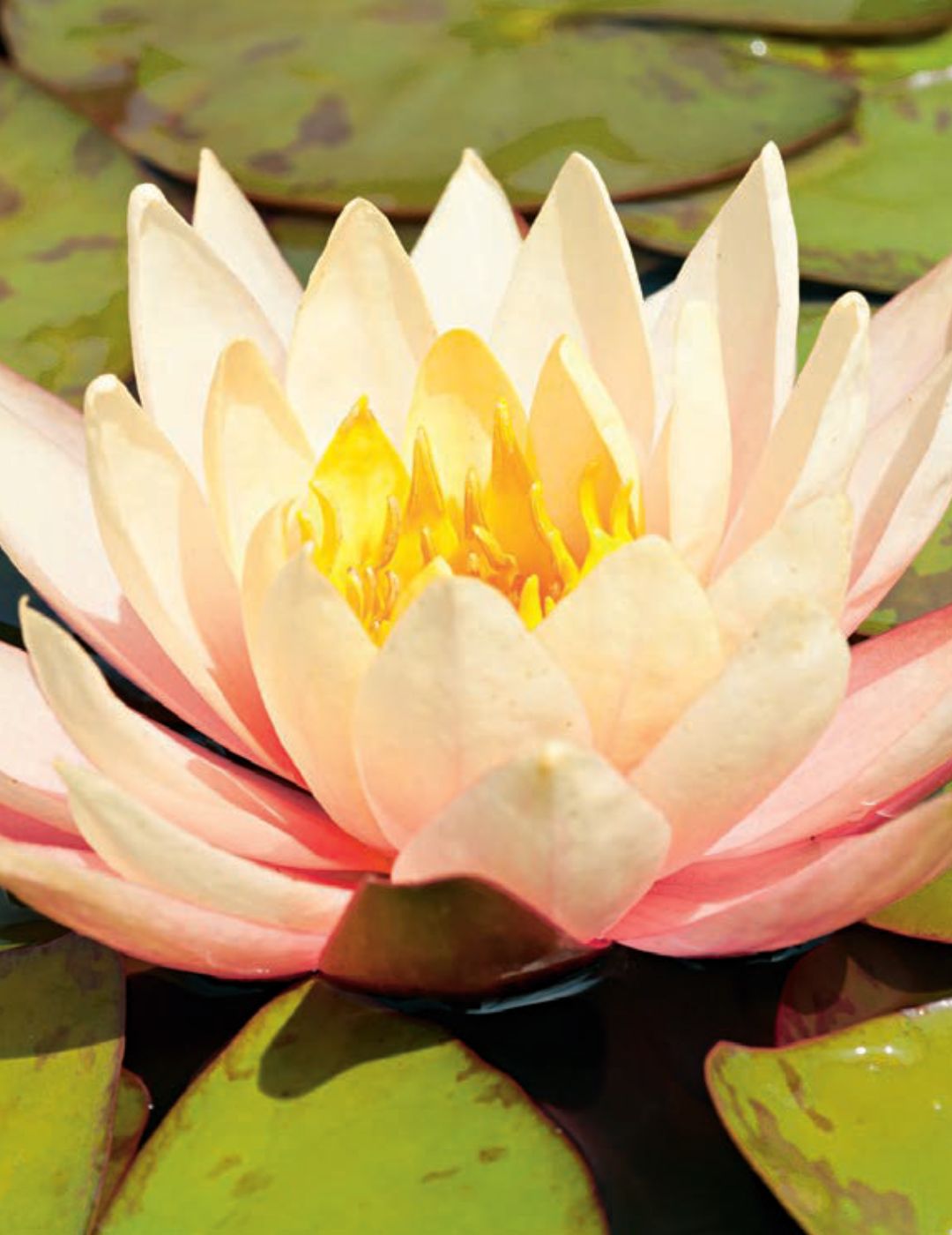 Water Lily Florida Sunset (season:Aug-Sep) NOT WA