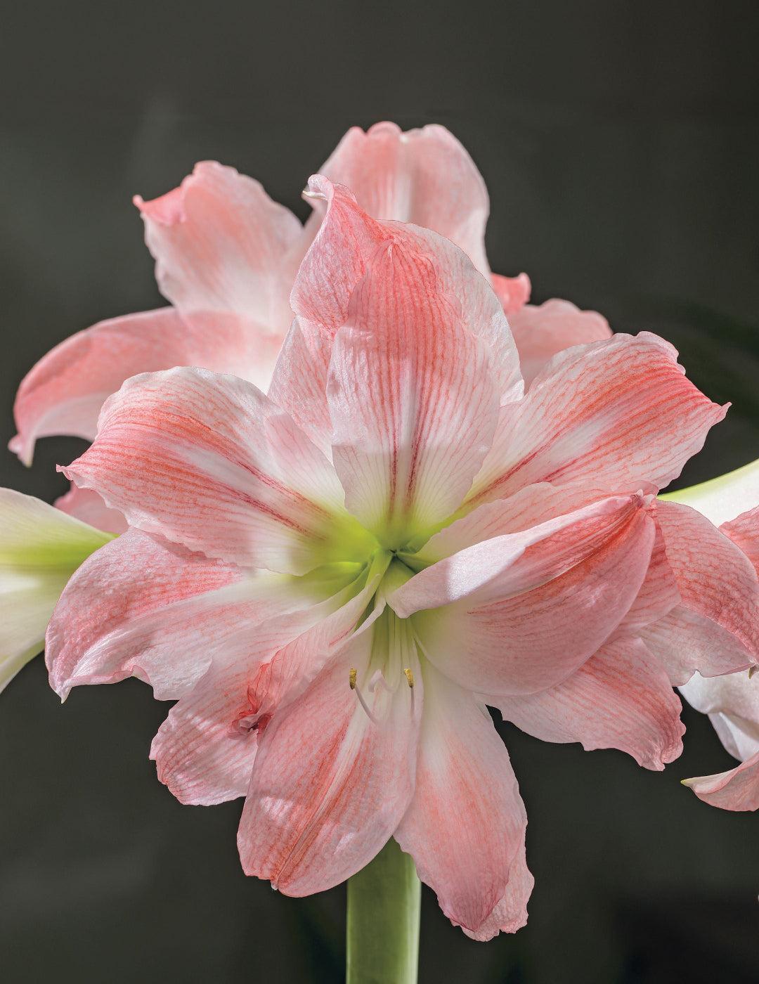 Hippeastrum Double Giant Amadeus (Season: Aug-Sep)