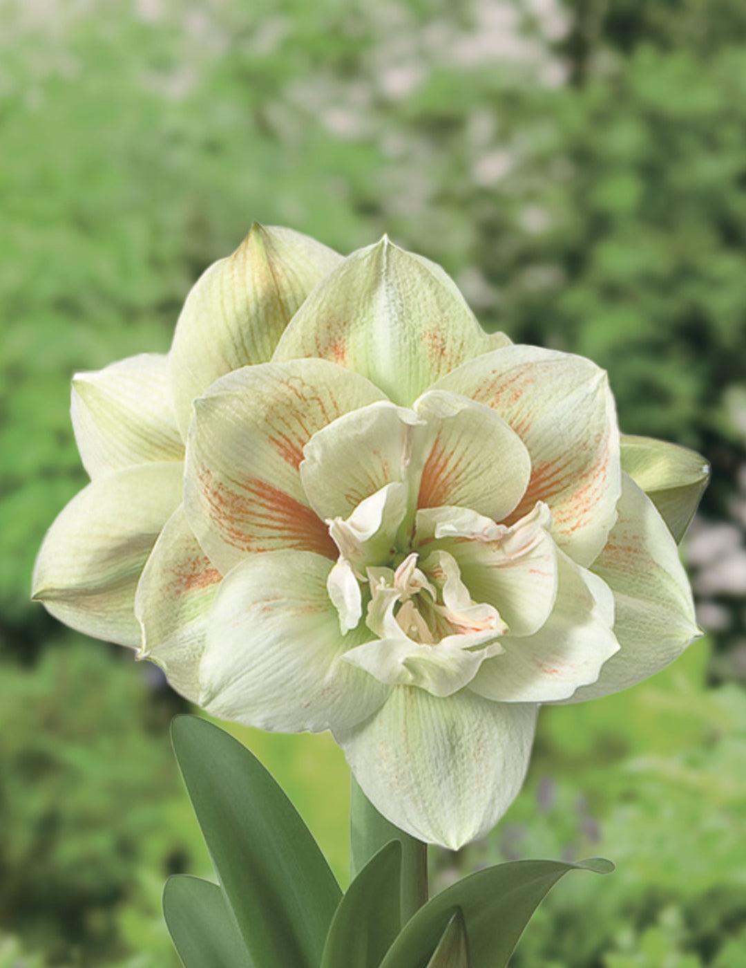 Hippeastrum Double Nymph (Season: Aug-Sep)
