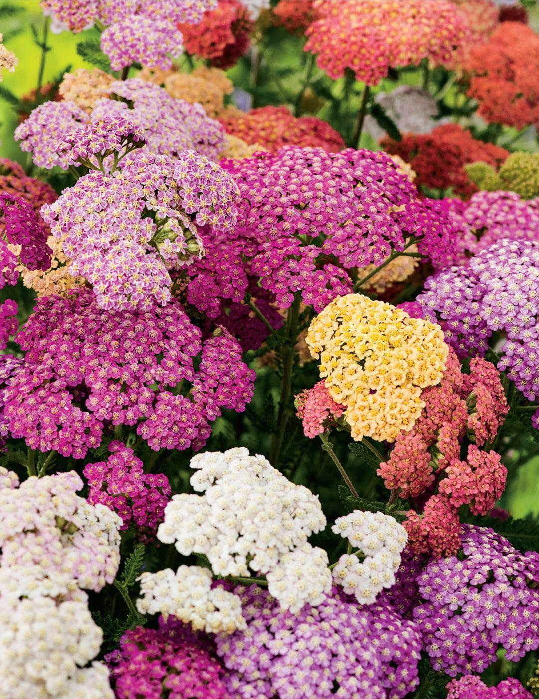Achillea Mix (Season: Winter)