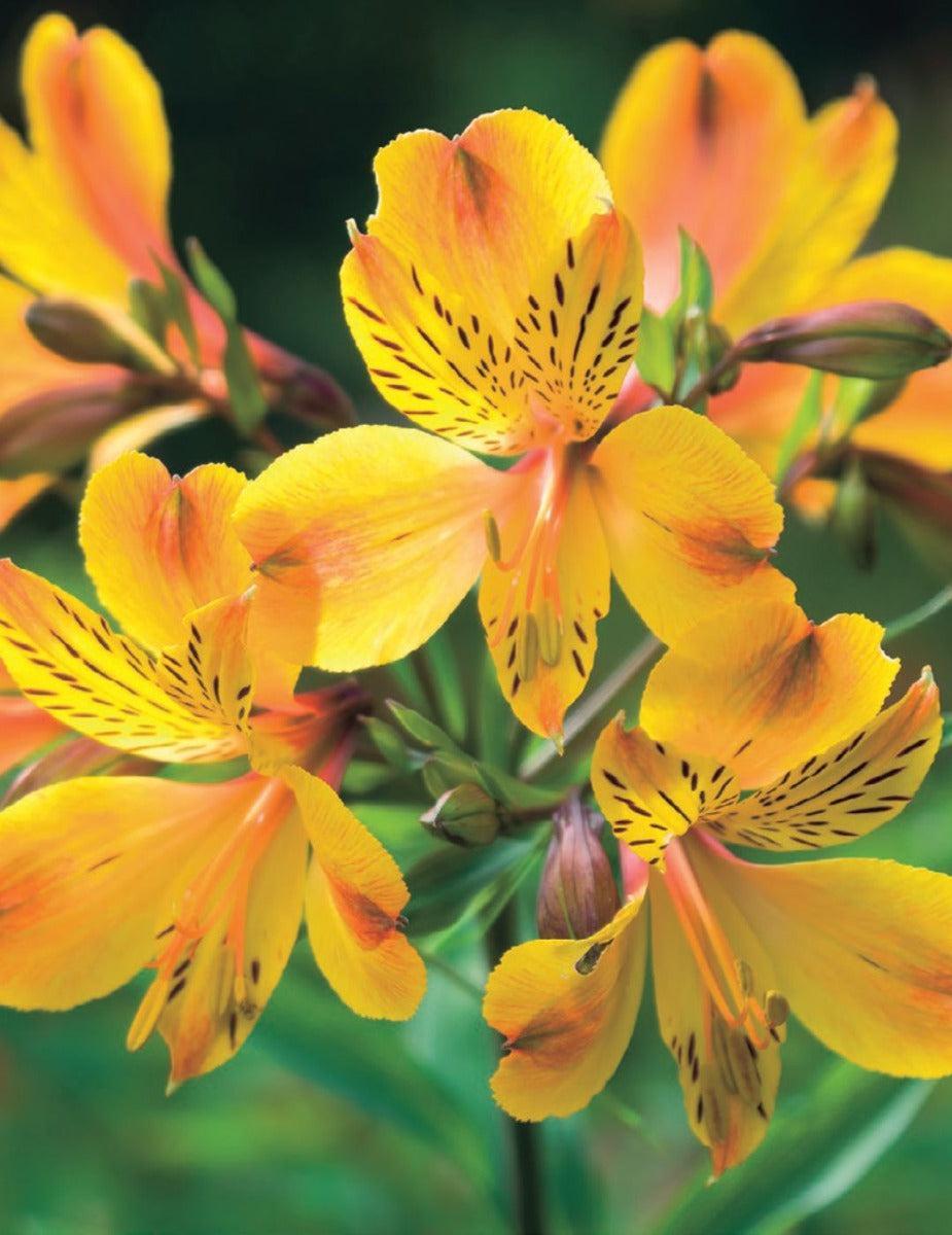 Alstroemeria Yellow King Plant