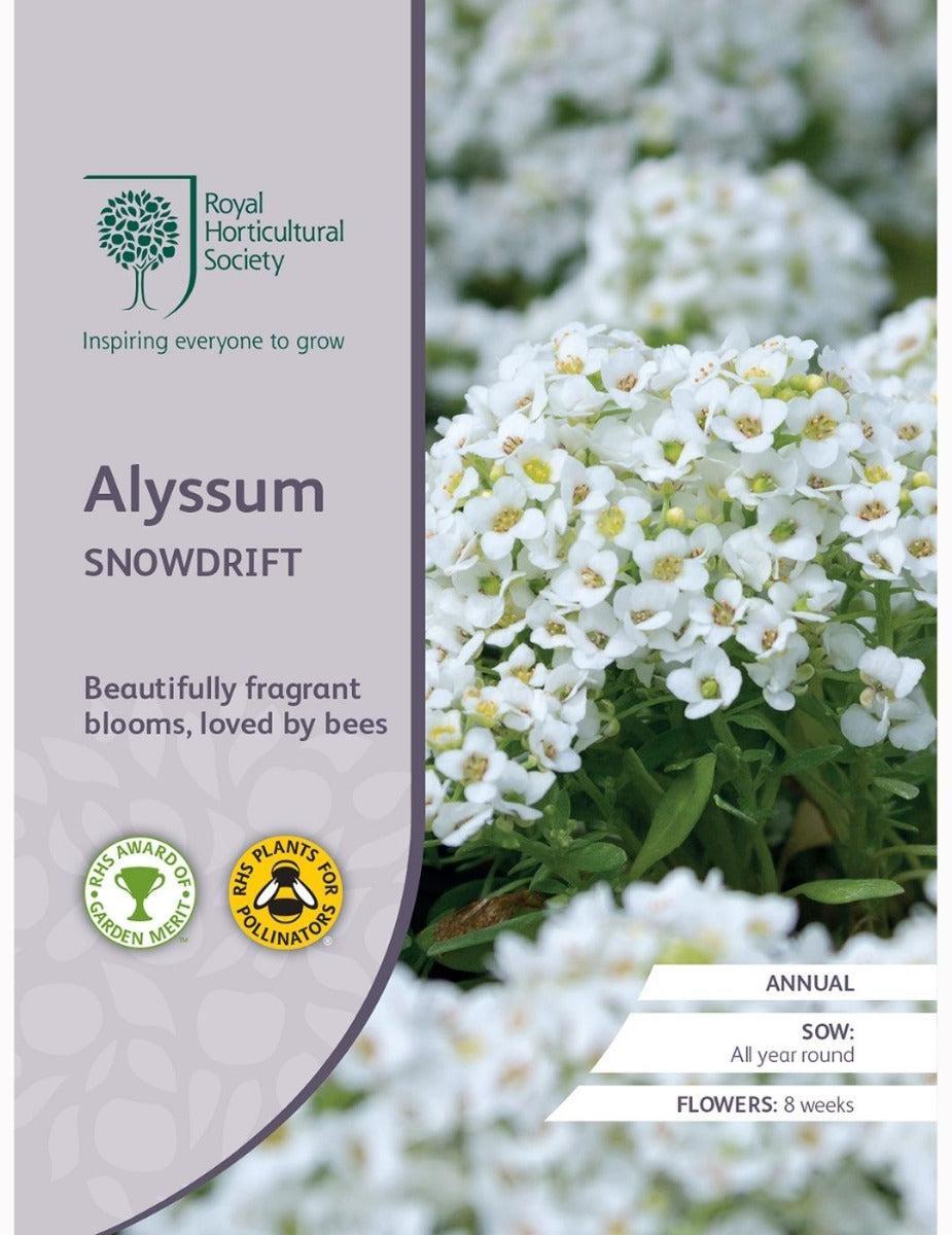 Alyssum Snowdrift