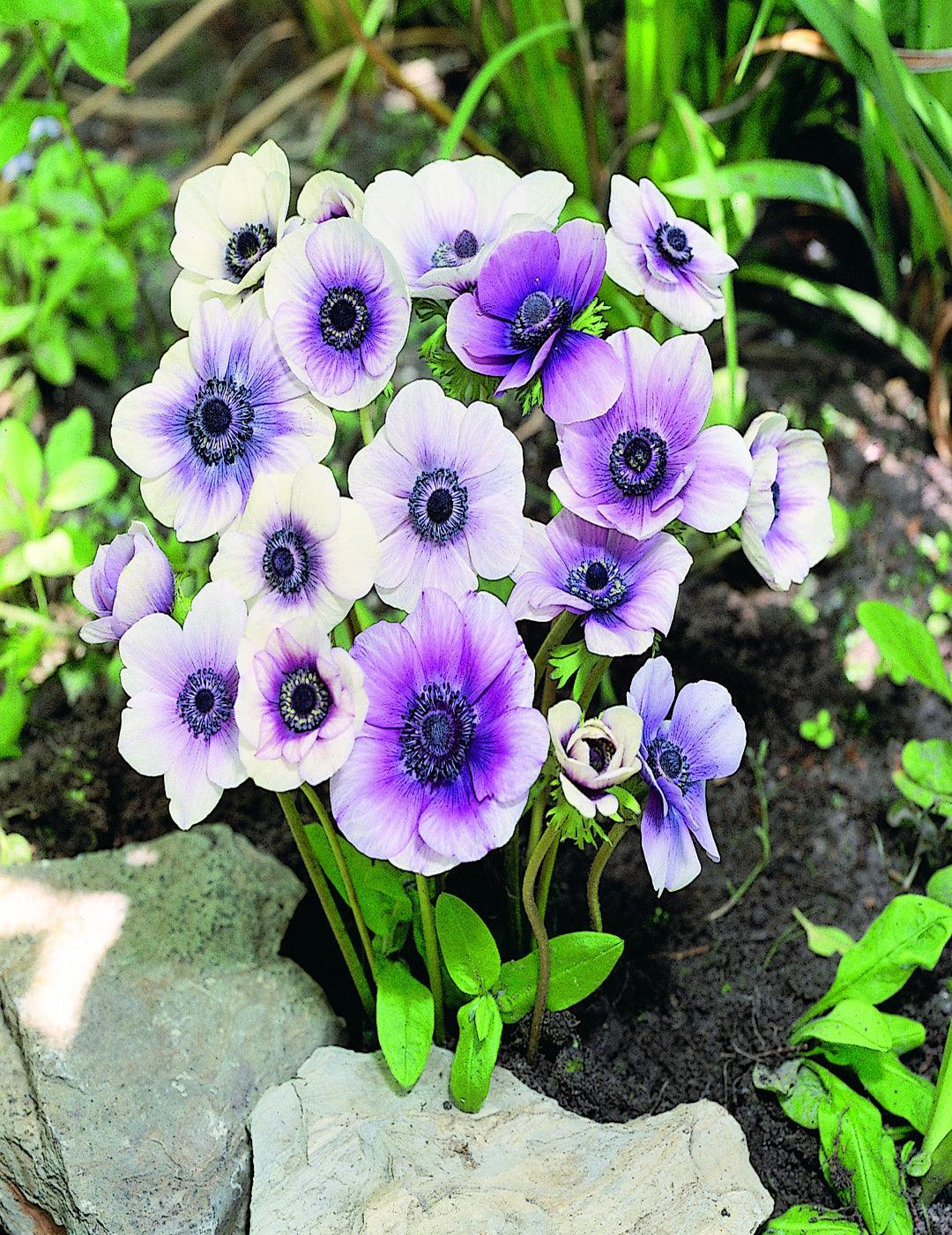 Anemone Bi-Colour Mixed Bulbs
