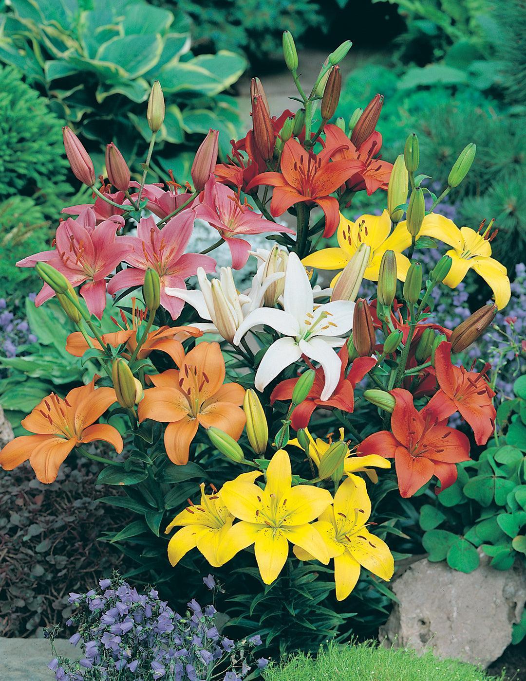 Lilium Asiatic Mixed Bulbs (Bumper 10 Pack - Winter Season)