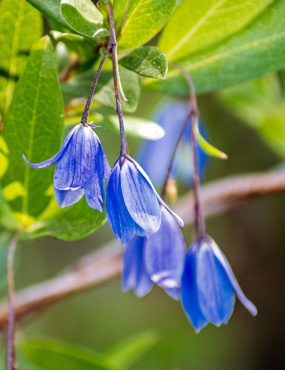 Australian Climbing Bluebell Seeds (Wildflower - NOT AVAILABLE TO SA/TAS/VIC)