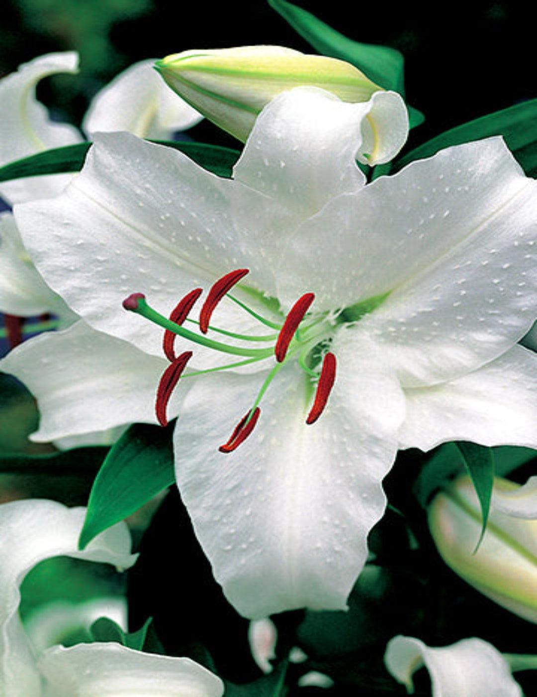 Oriental Lily Casablanca Bulbs (season: Aug-Sep)