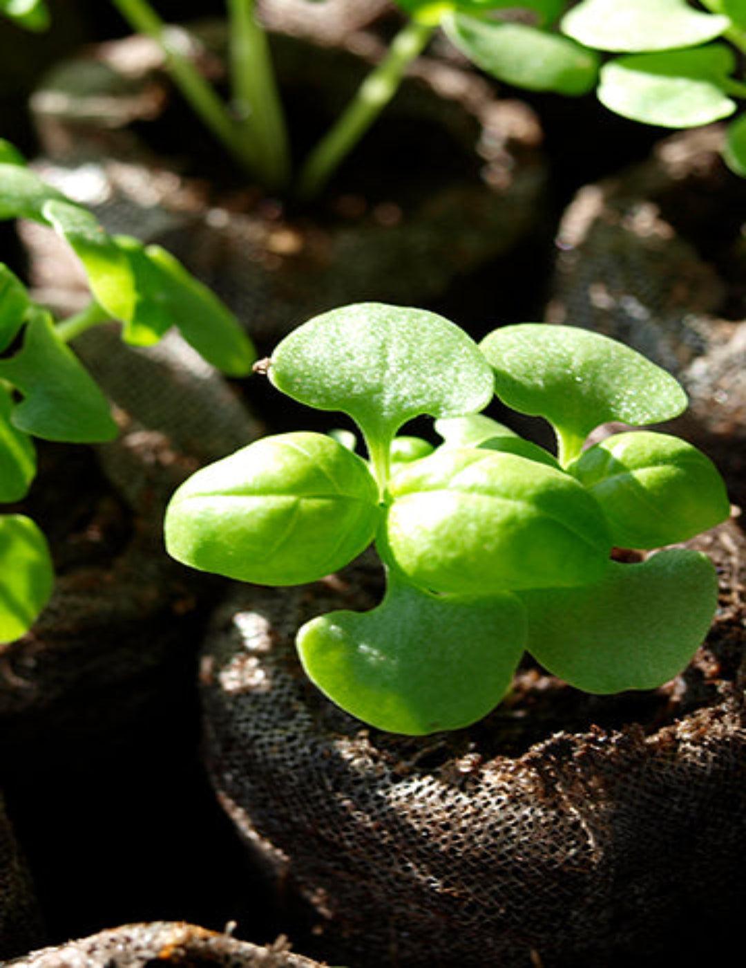 Jiffy 70 Pellet Self Watering Greenhouse (70 x 36mm pellets)