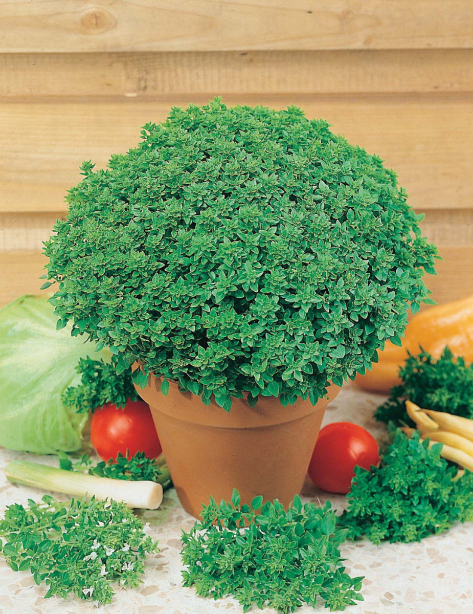 Basil Greek Minette