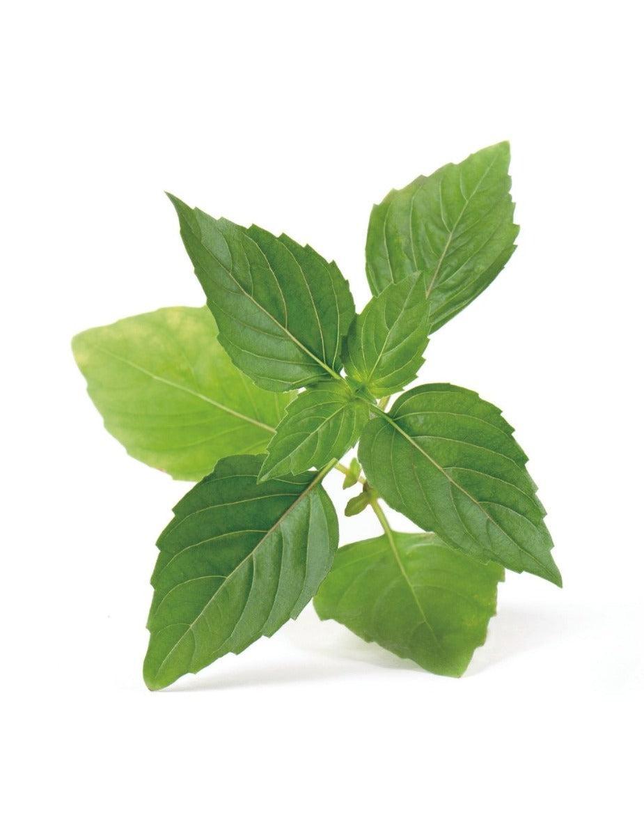 Véritable® Seed Lingot® - Basil Thai