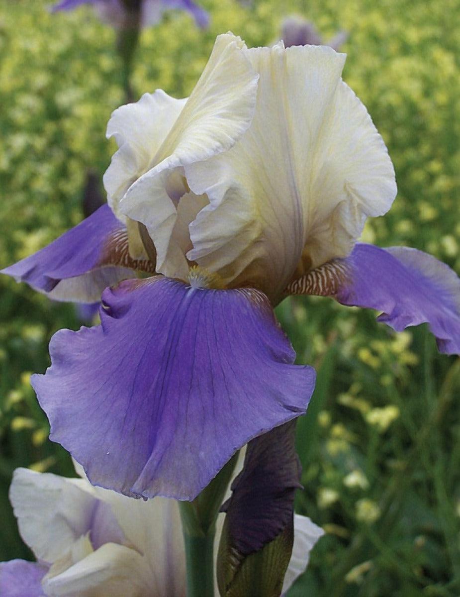 Bearded Iris Liquid Smoke (Season: Winter)