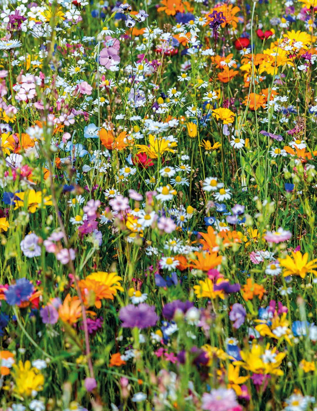 Beneficial Insect Mix