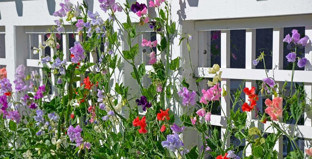 blog_sweet_pea_trellis