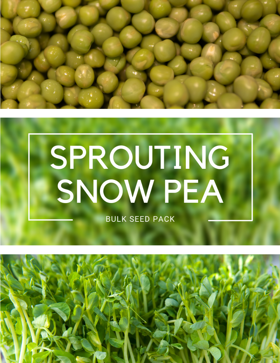 Sprouting Snow Pea - Sprouting BULK BAG - NOT AVAILABLE TO TAS