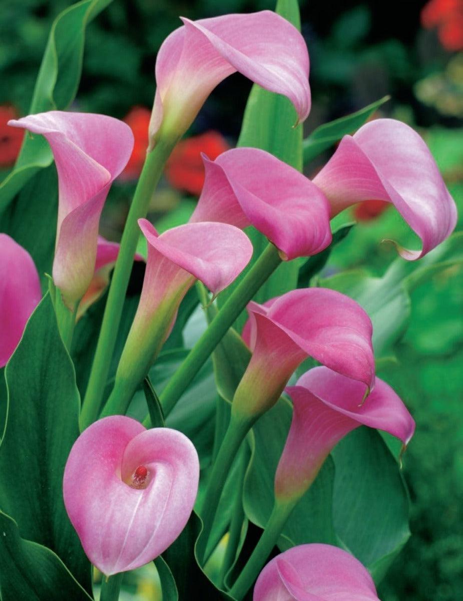 Calla Lily Garnet Glow (Season: Aug-Sep)