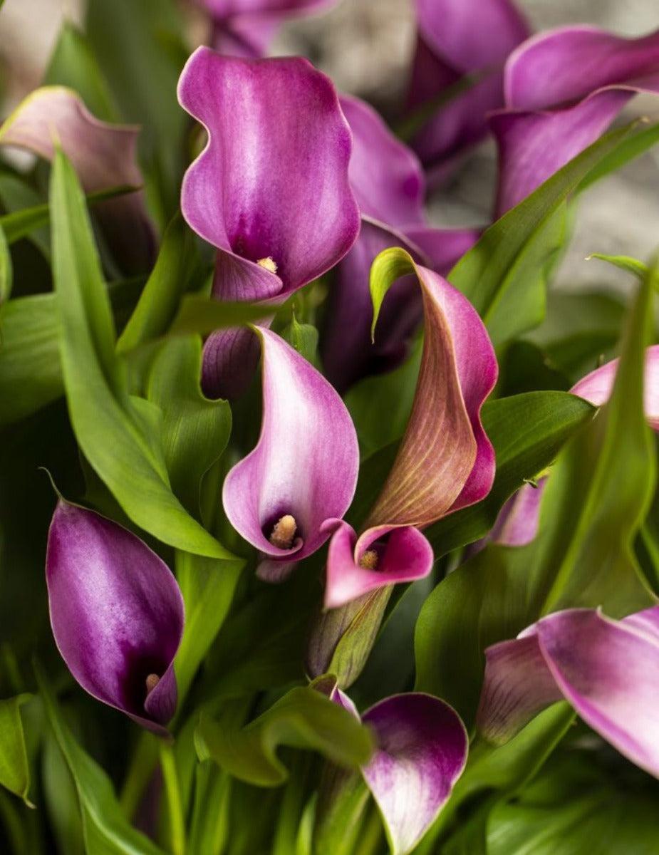 Calla Lily Grape Velvet (Season:Winter)